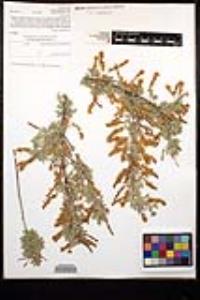 Acacia greggii image