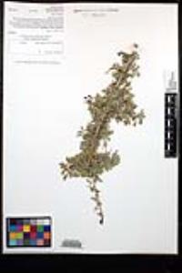 Senegalia greggii image