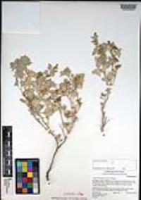 Atriplex hymenelytra image
