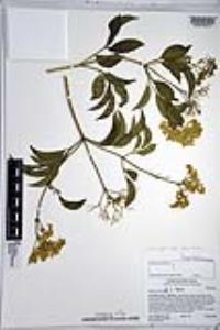Sambucus cerulea image