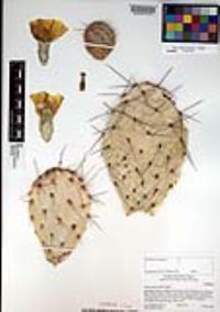 Opuntia phaeacantha image