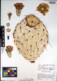 Opuntia engelmannii image