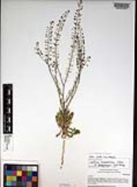 Lepidium ramosissimum image