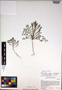 Descurainia pinnata subsp. menziesii image
