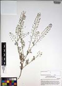 Descurainia pinnata subsp. glabra image