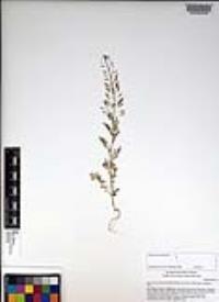 Descurainia pinnata subsp. glabra image