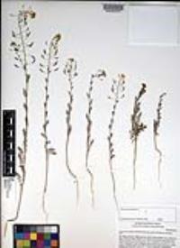 Descurainia pinnata subsp. glabra image