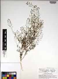 Descurainia pinnata subsp. glabra image