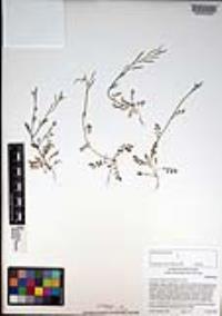 Cardamine oligosperma image