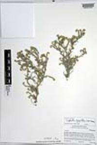 Johnstonella angustifolia image
