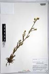 Amsinckia intermedia image