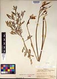 Ehrendorferia chrysantha image