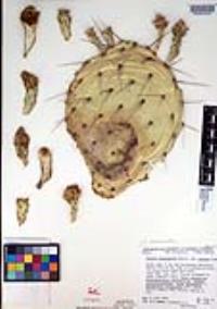 Opuntia phaeacantha image