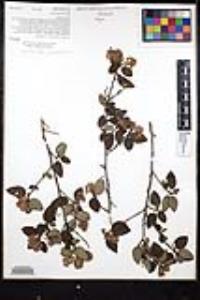 Ceanothus oliganthus var. orcuttii image