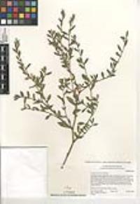 Polygonum aviculare subsp. depressum image