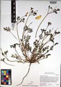 Eschscholzia californica image