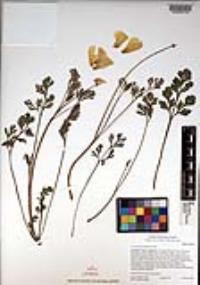 Eschscholzia californica image