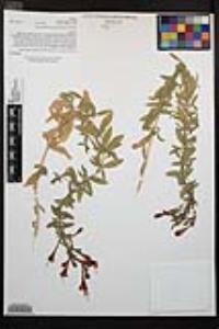 Epilobium canum subsp. latifolium image