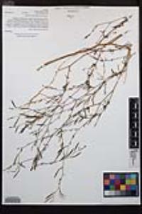 Epilobium brachycarpum image