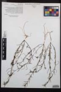 Camissonia strigulosa image
