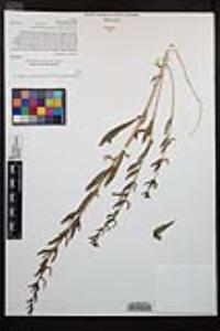 Camissoniopsis robusta image