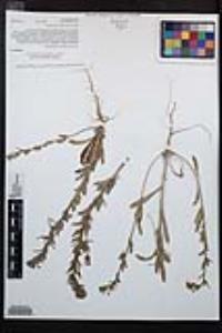 Camissoniopsis hirtella image