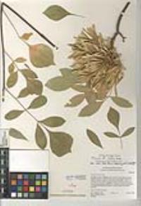 Fraxinus latifolia image