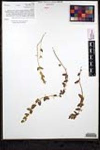 Scutellaria bolanderi subsp. austromontana image