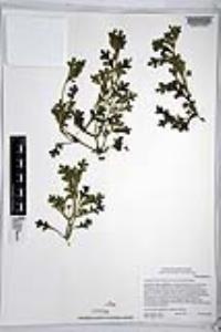 Nemophila menziesii var. integrifolia image