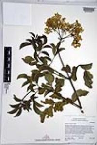 Sambucus cerulea image