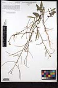 Sisymbrium orientale image