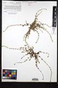 Plagiobothrys collinus var. fulvescens image