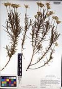 Ericameria linearifolia image