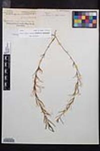Camissonia strigulosa image