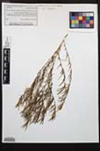 Epilobium brachycarpum image