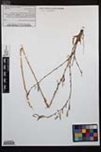 Epilobium brachycarpum image
