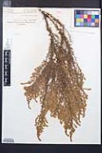 Adenostoma fasciculatum image