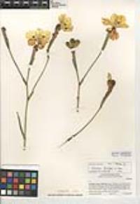 Dietes bicolor image