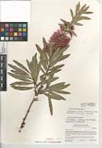 Melaleuca citrina image