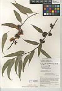 Eucalyptus rudis image