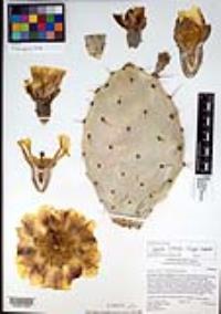 Opuntia littoralis image