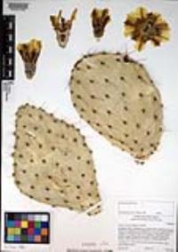 Opuntia littoralis image