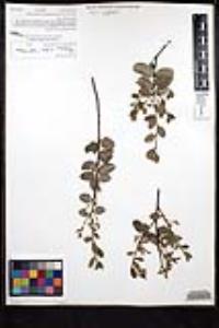 Rhamnus crocea image