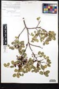 Rhamnus ilicifolia image