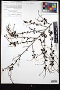 Ceanothus tomentosus var. olivaceus image
