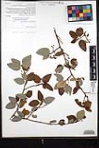Ceanothus oliganthus var. orcuttii image