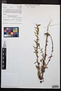 Camissoniopsis hirtella image