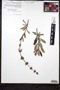 Salvia mellifera image