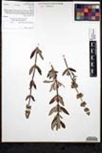 Salvia mellifera image