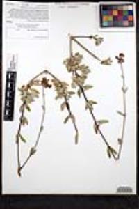 Salvia clevelandii image